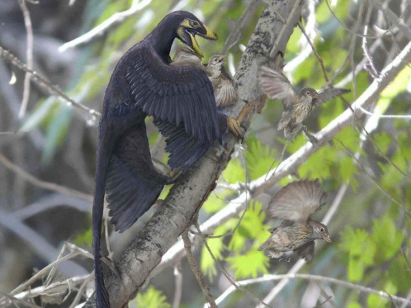 الطيور أصلها ديناصورات وتَطَلب تحولها 50 مليون سنة ! هل تصدق؟