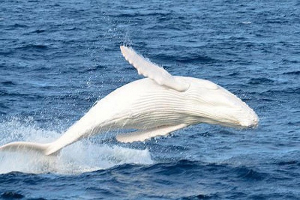 الحوت الأبيض 