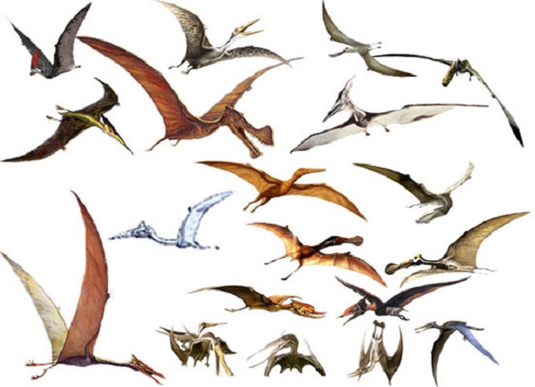 الطيور أصلها ديناصورات وتَطَلب تحولها 50 مليون سنة ! هل تصدق؟