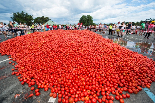 معركة الطماطم 2