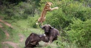 Herd of buffalo teaches lions an unforgettable lesson Herd of buffalo teaches lions an unforgettable lesson