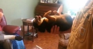Unbelievable!! A dog becomes dead when someone holds him