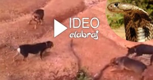 فيديو .. صراع البقاء بين أفعى "ملك الكوبرا" الضخمة و 5 كلاب شرسة