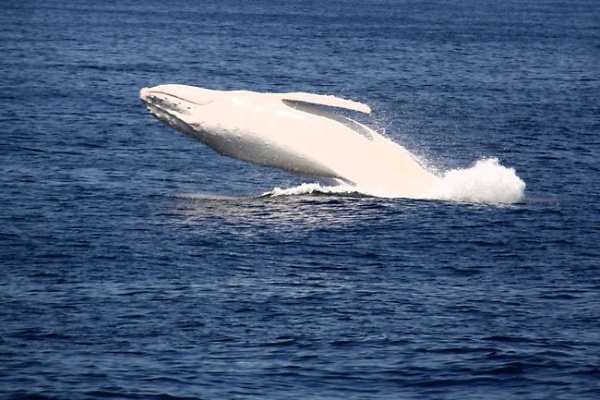 الحوت الابيض بالبحر الحوت الابيض بالبحر