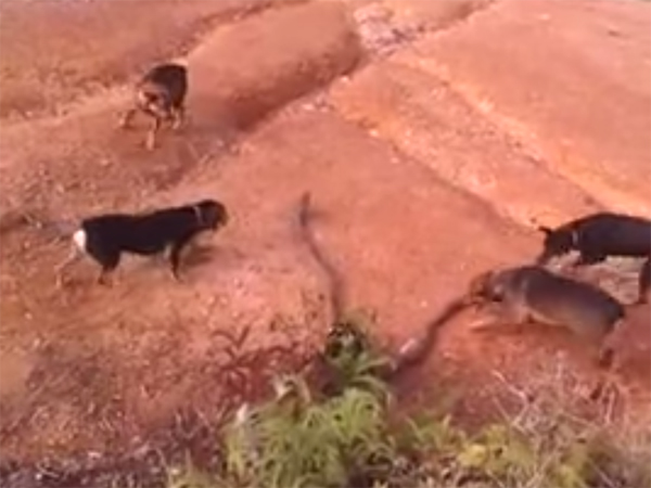 فيديو .. صراع البقاء بين أفعى "ملك الكوبرا" الضخمة و 5 كلاب شرسة فيديو .. صراع البقاء بين أفعى "ملك الكوبرا" الضخمة و 5 كلاب شرسة