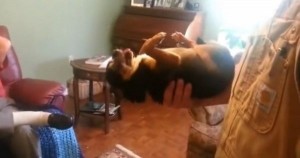 هل تصدق ؟! الكلب يمثل انه ميت هل تصدق ؟! الكلب يمثل انه ميت