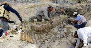 الطيور أصلها ديناصورات وتَطَلب تحولها 50 مليون سنة ! هل تصدق؟ الطيور أصلها ديناصورات وتَطَلب تحولها 50 مليون سنة ! هل تصدق؟