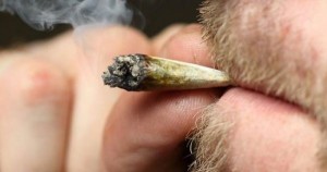 حقائق عن الماريجوانا تثير الجدل حقائق عن الماريجوانا تثير الجدل