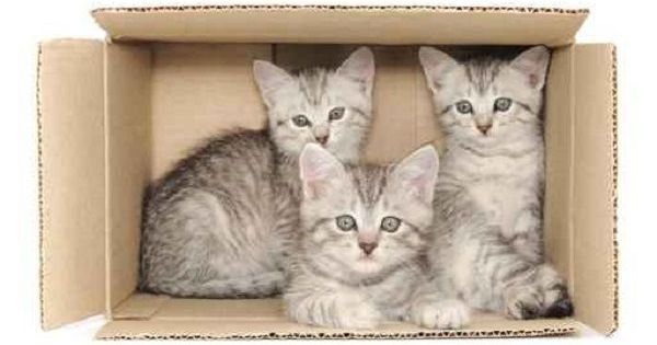 قطط مهربة من الصين إلى مطاعم فيتنام قطط مهربة من الصين إلى مطاعم فيتنام